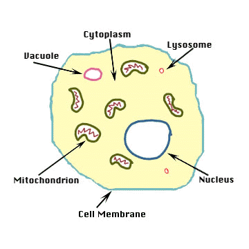 plant cell and animal cell pictures. house plant cell and animal