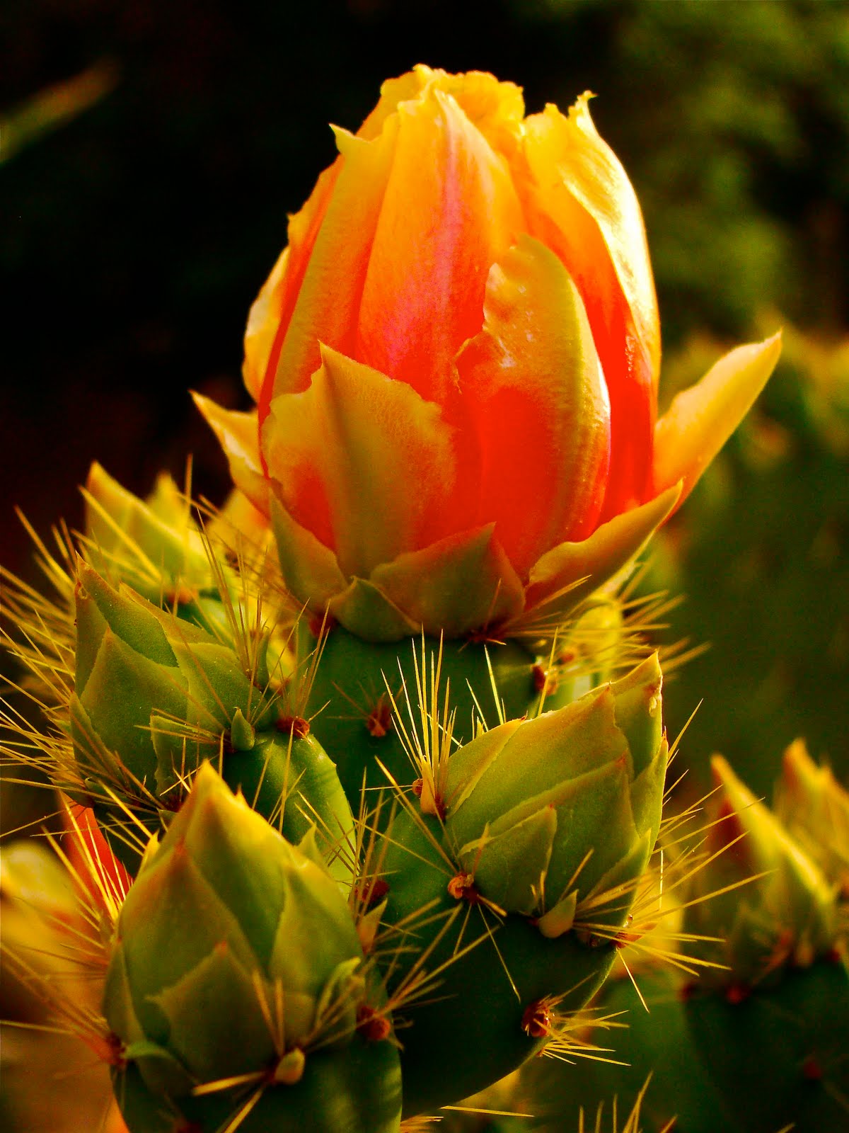 Scottsdale Daily Photo Cactus Bud