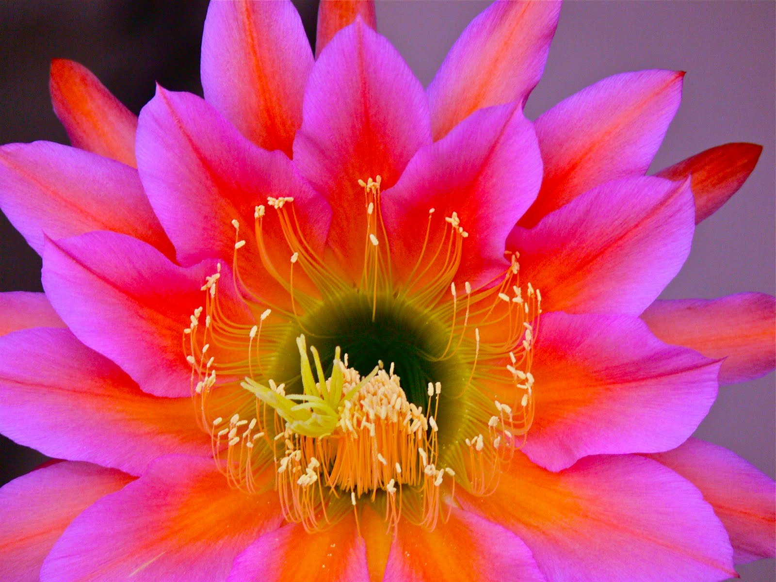 Scottsdale Daily Photo Photo Cactus Flower
