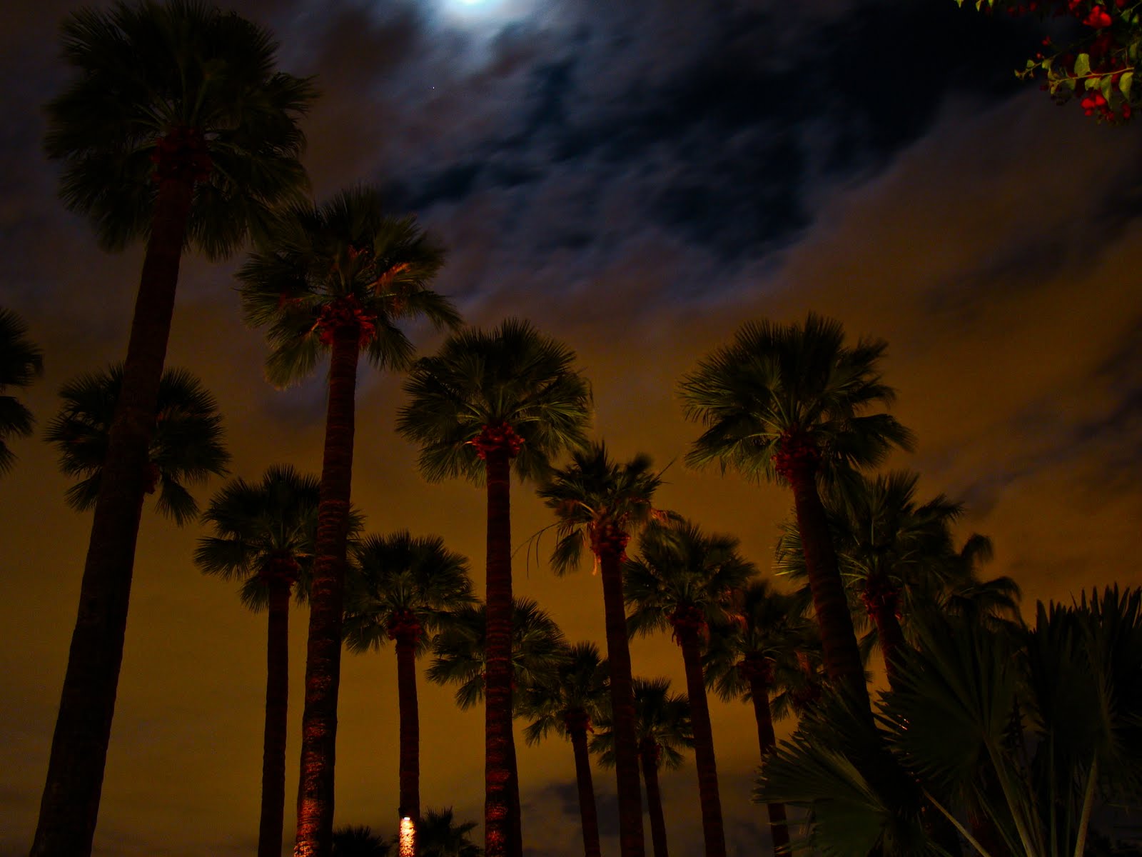 Scottsdale Daily Photo Photo Palm Trees at Night