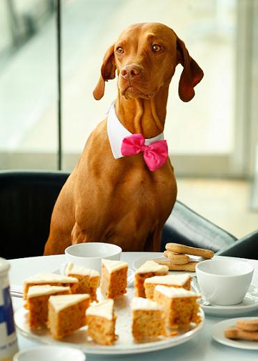 [Doggie+Tea+Party.jpg]