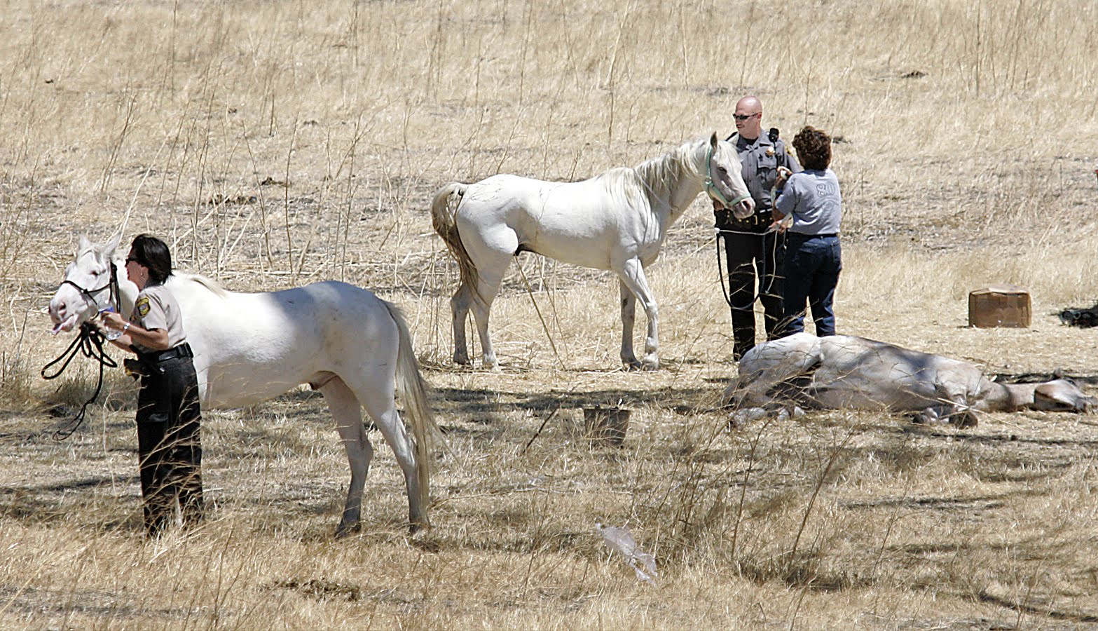 Snapshots Died of thirst