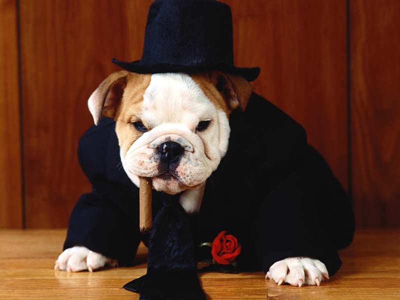 [chiens_0019.jpg]