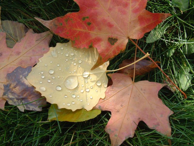 [automne0020.jpg]