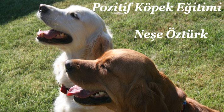 www.pozitifim.net | Pozitif Köpek Eğitimi