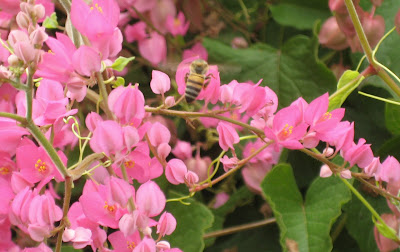 coral vine houston