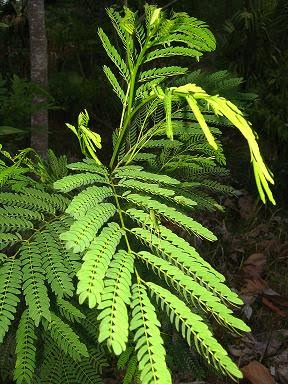ipil tree