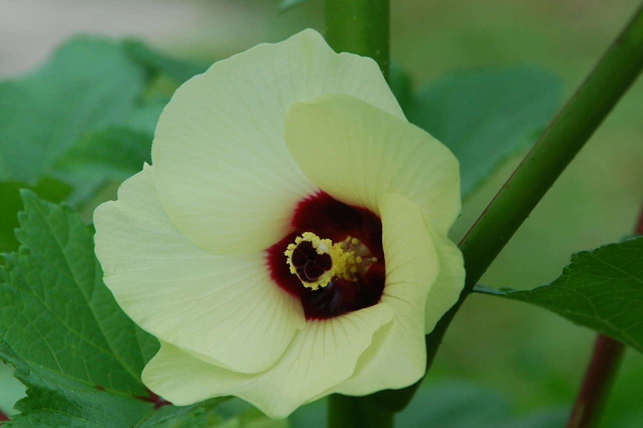 My little vegetable garden Lady's fingers first flower.