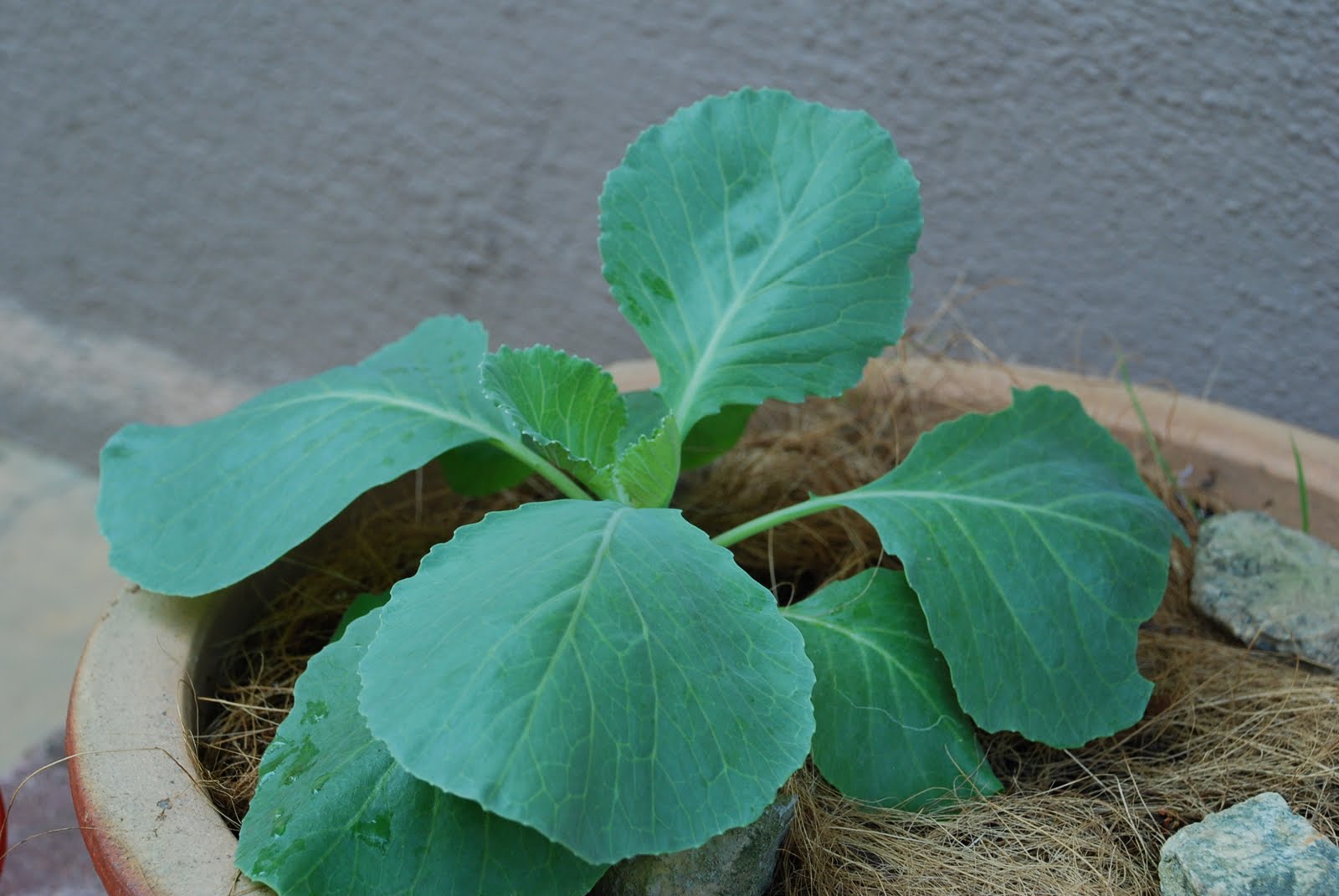 My little vegetable garden Our cabbages at stage 4