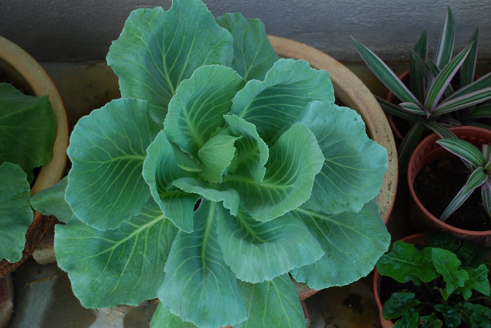 My little vegetable garden Cabbage updates on growth stage.