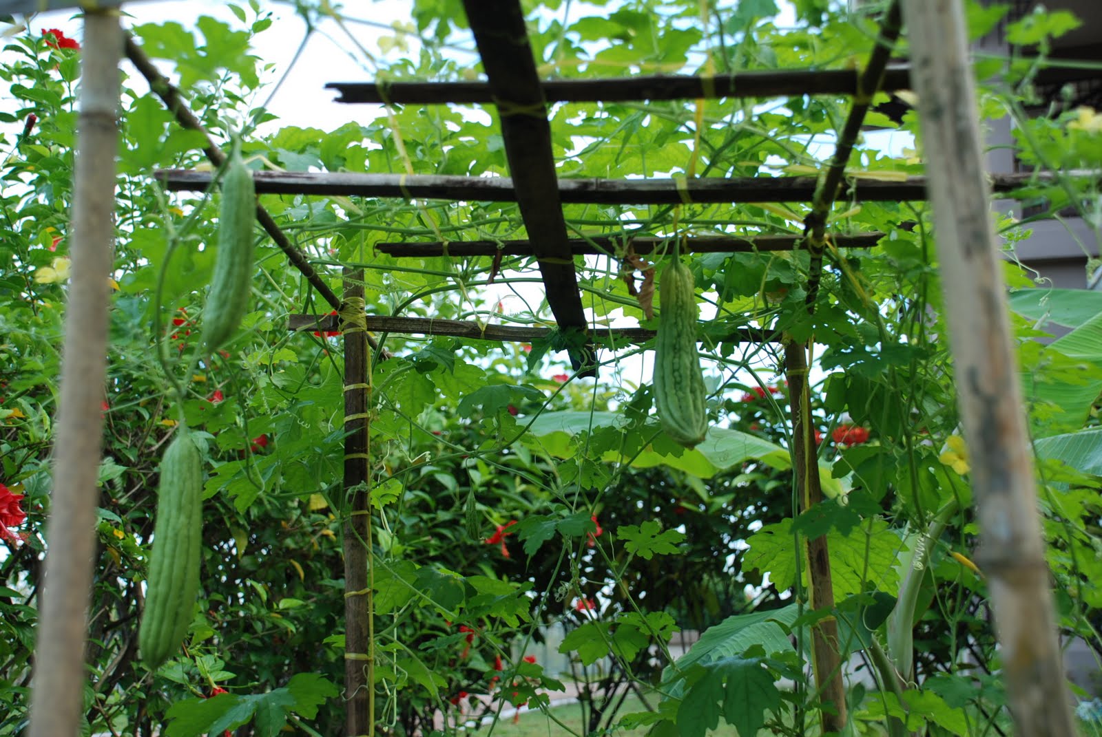 My little vegetable garden bitter gourds; a perspective