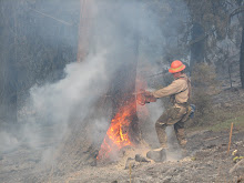 Fallers on the Fireline