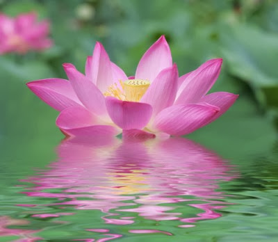 Pink Lotus