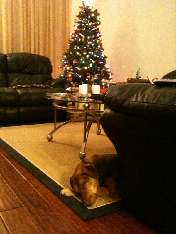 [SnickersWaitingSanta.jpg]