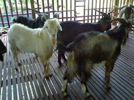 Kambing untuk Akikah