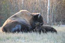 Bison monitoring
