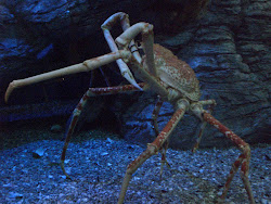 Crab at Aquarium of the Pacific