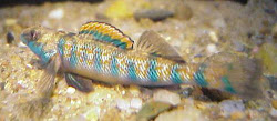 speckled darter