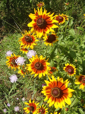 Gloriosa Daisy
