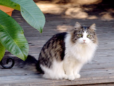 Miss Kitty in California