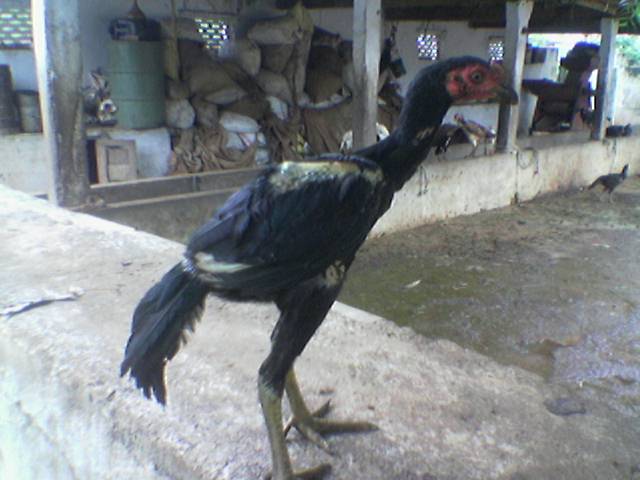 Aseel Fighter Hen