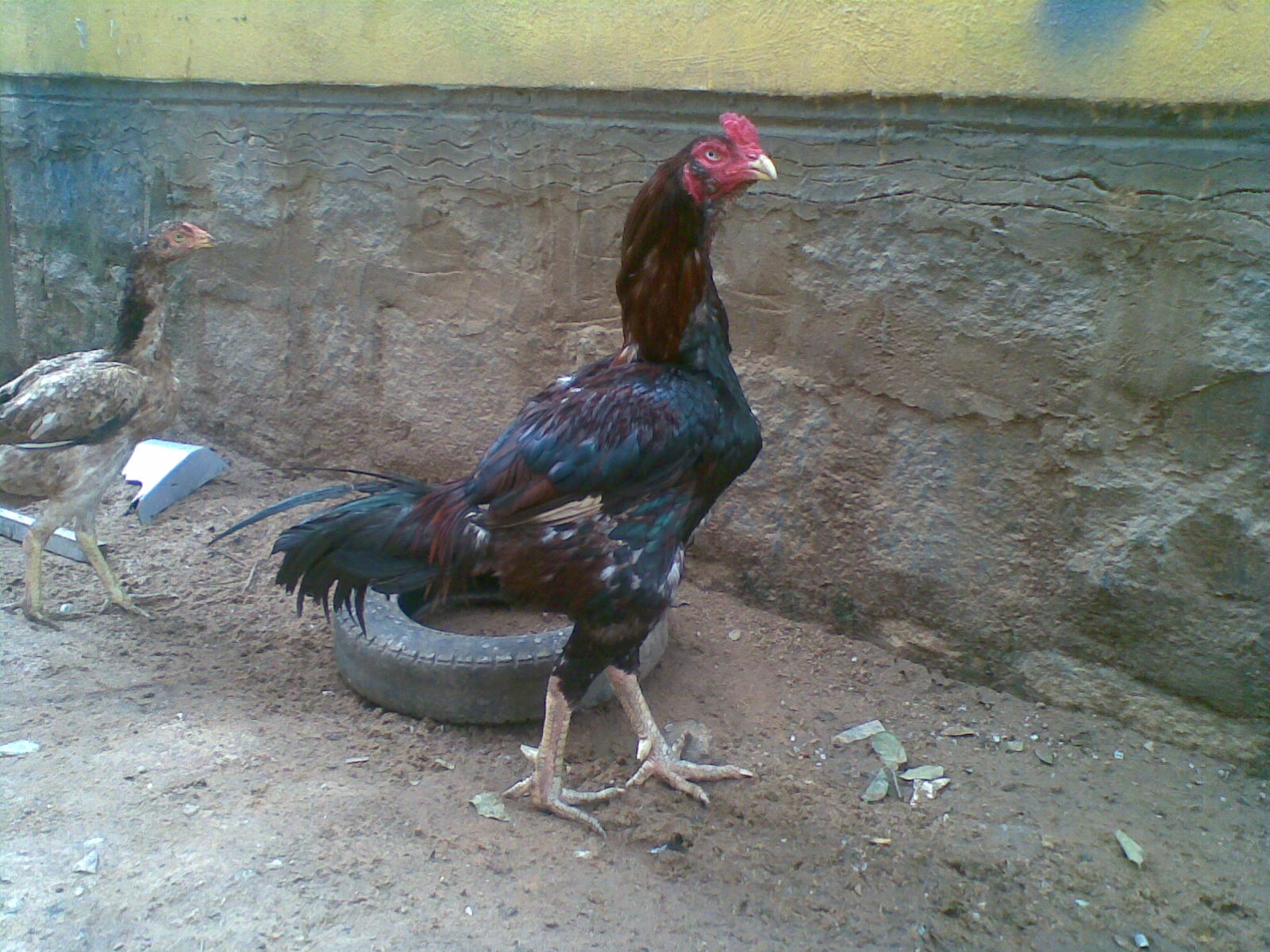 Fighting Rooster: September 2010