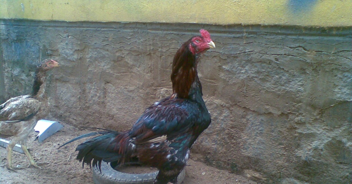 Fighting Rooster yakoot asil