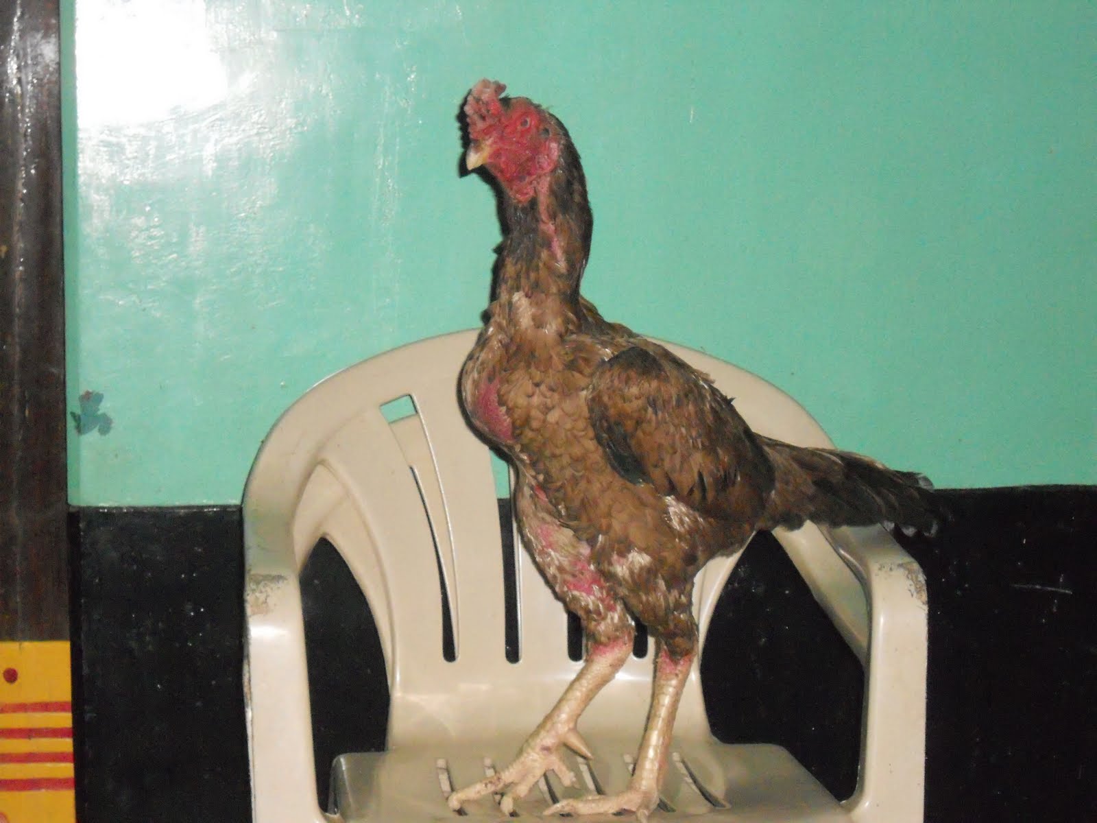 Fighting Rooster Henny rooster(petta mari) 2 time winner