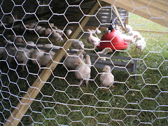 Inside Our Chicken Tractor