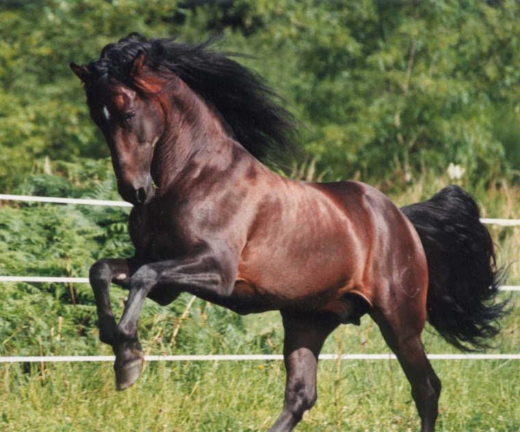 CABALLO ANDALUZ