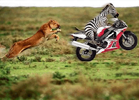 Run, Zebra, Run!