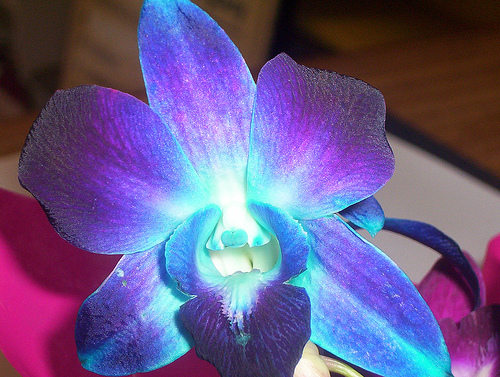blue and purple orchids wedding