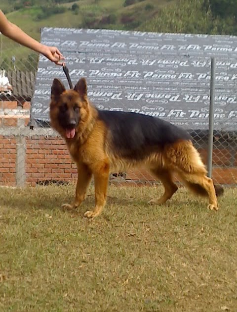 COMPRAVENTA COM PERROS compraventa com perros: