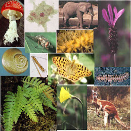 Biodiversitat