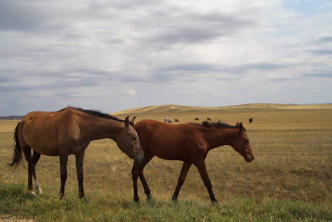 Pony Land on the Kazack steppe