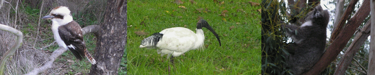 Winter Wildlife Spotting