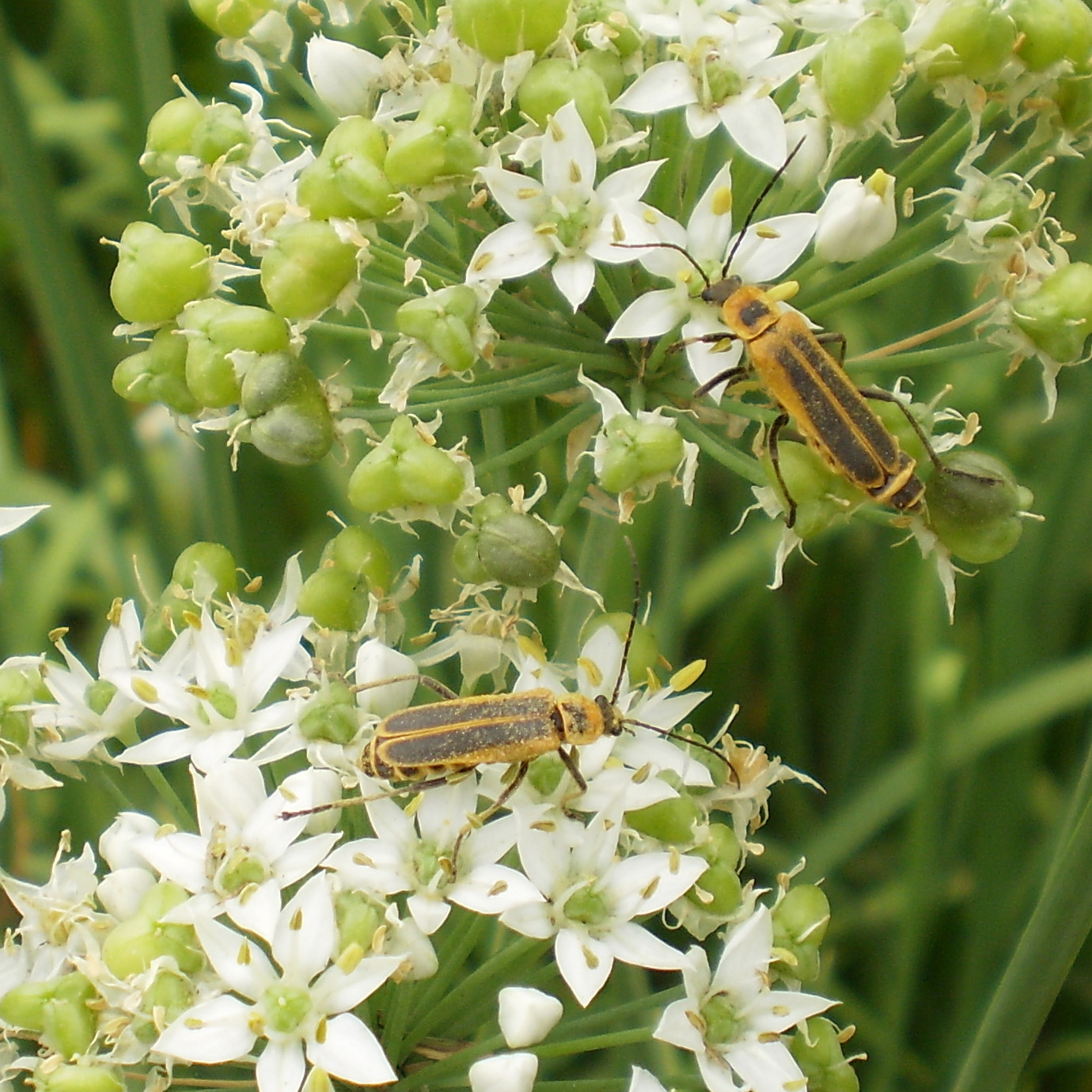 Outdoor Journal Bugs on garlic chives