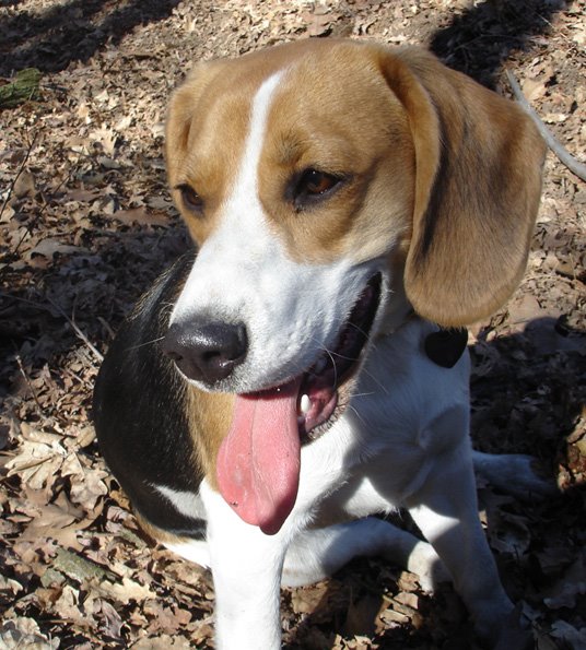 Maggie compie un'anno!