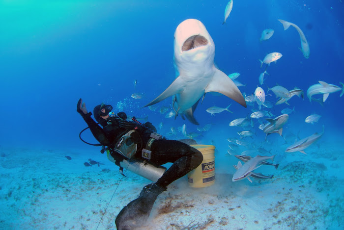 Bull Shark Diving in PLaya del Carmen