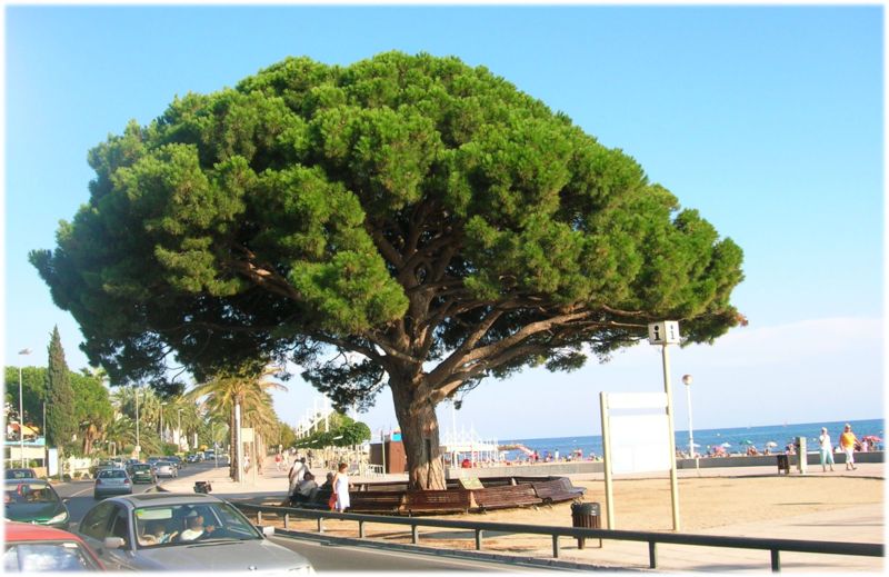 mystic shores flora blog the good stone pine pinus pinea mystic shores flora blog the good stone pine pinus pinea