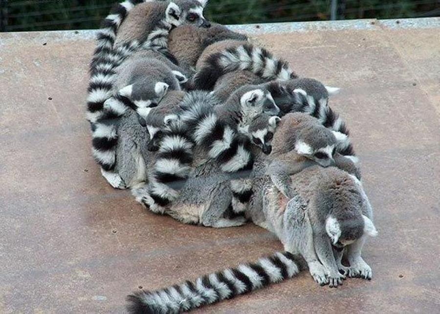 [Lemur+Family.jpg]