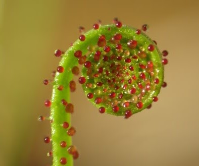 10 Tumbuhan Karnivora (Pemakan Serangga)