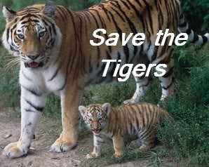 Tiger The Endangered Animal-Essay