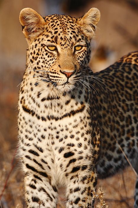 Java Leopard