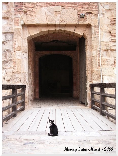 [Chat-Salse-2-2.JPG]