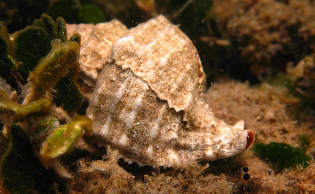 Eastern Mediterranean Inhabitants Hexaplex trunculus