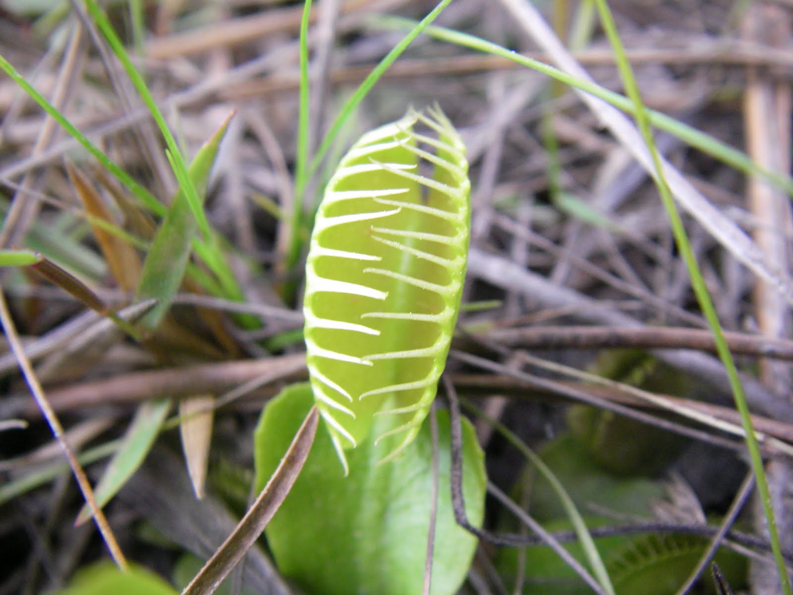 Resources for Florida Master Naturalists Florida Wetland