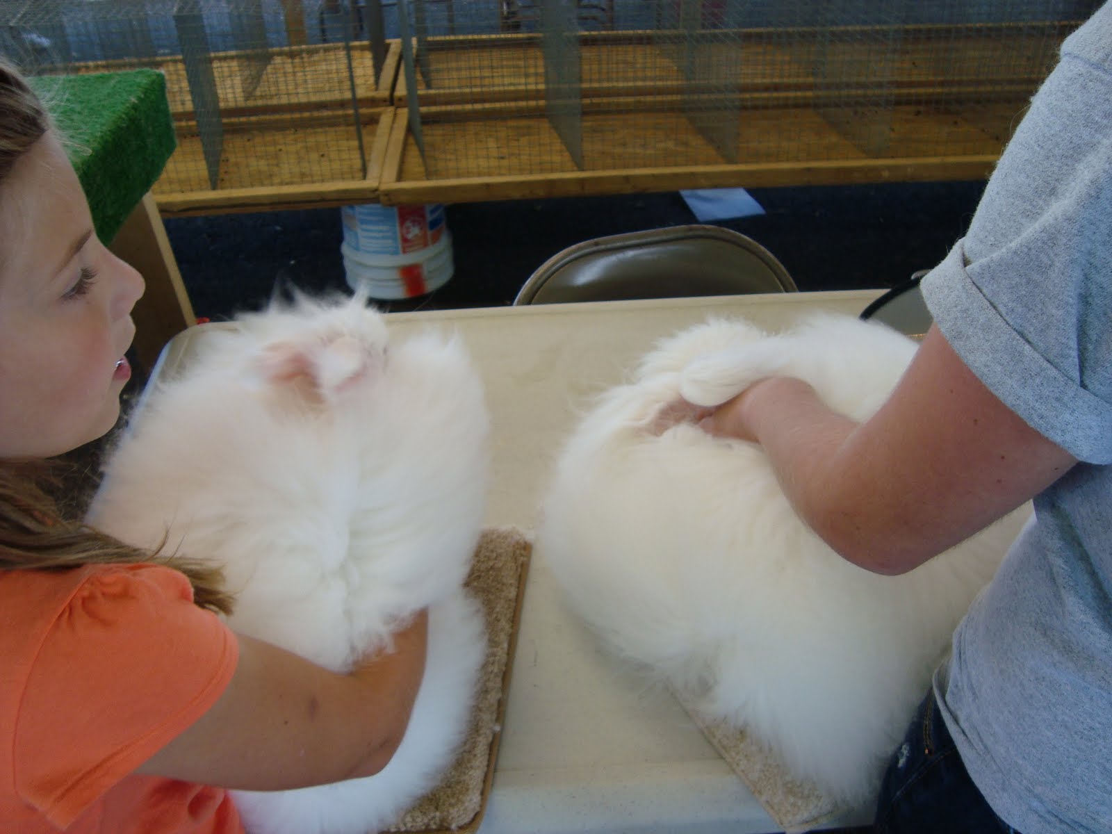 The Giant Angora