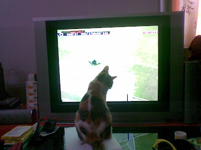 Cats And Soccer