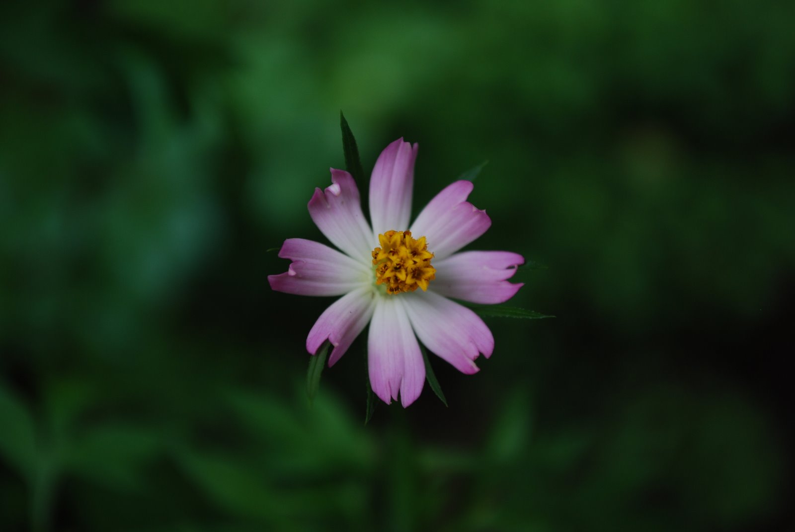 [DSC_0007_1750.JPG]